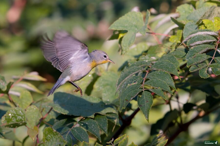 A northern parula with gray and yellow plumage hovers near green foliage. The background is blurred, highlighting the bird in flight.