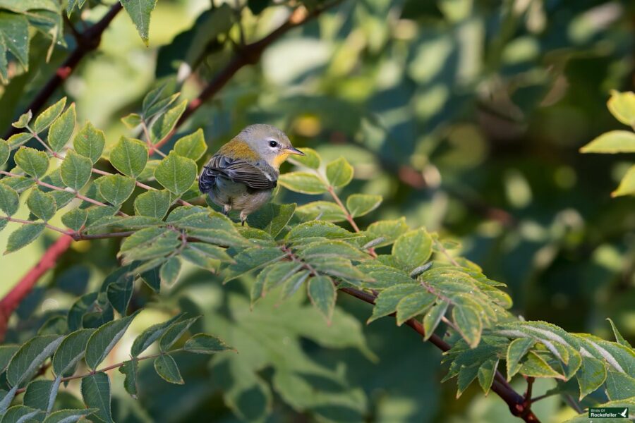 A northern parula with yellow and gray feathers sits on a leafy branch in a lush, green environment.