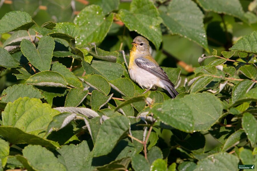 A northern parula with a yellow and grey plumage perches on a leafy branch amidst dense green foliage.