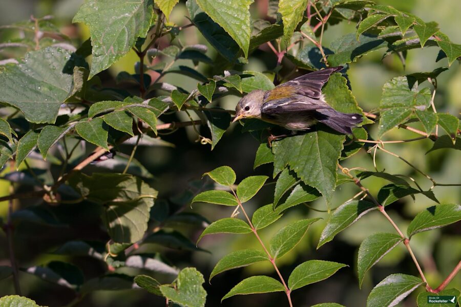 A northern parula with yellow and gray plumage perches on leafy branches surrounded by dense green foliage.