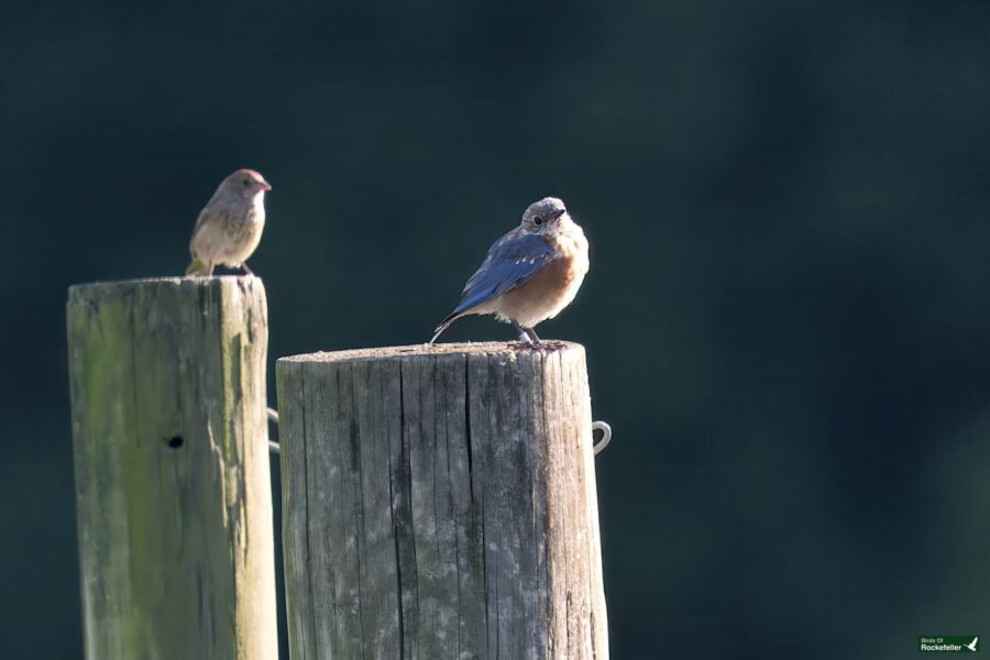 An eastern bluebird perched on weathered wooden posts, one bird facing forward and the other facing sideways, with a dark, blurred background.