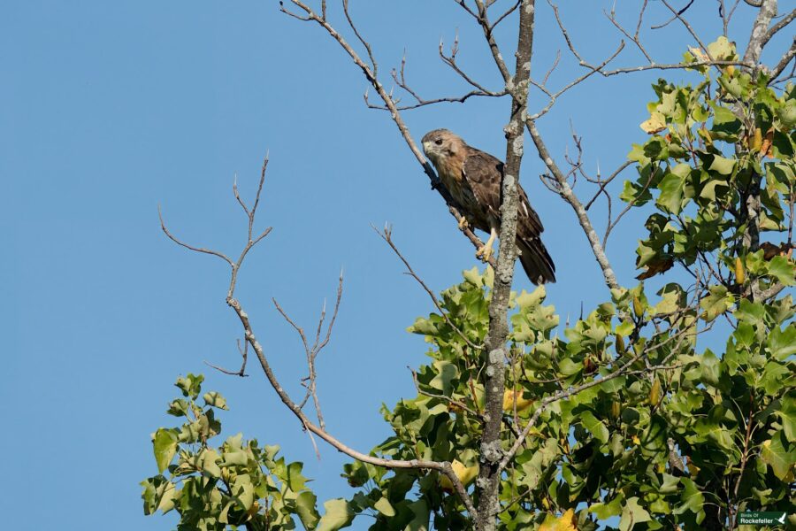 A red-tailed hawk is perched on a bare tree branch against a clear blue sky, surrounded by green foliage.