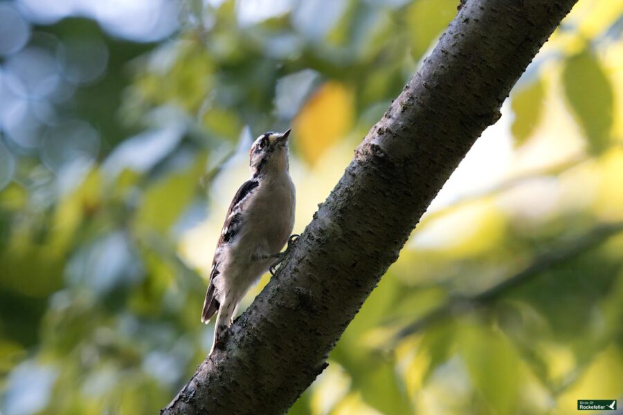 A downy woodpecker with light and dark plumage stands on the side of a tree trunk, surrounded by green leaves.