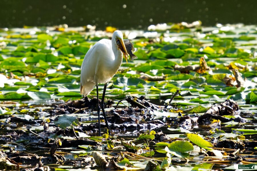 Egret standing in a marshy area filled with lily pads, holding a fish in its beak.