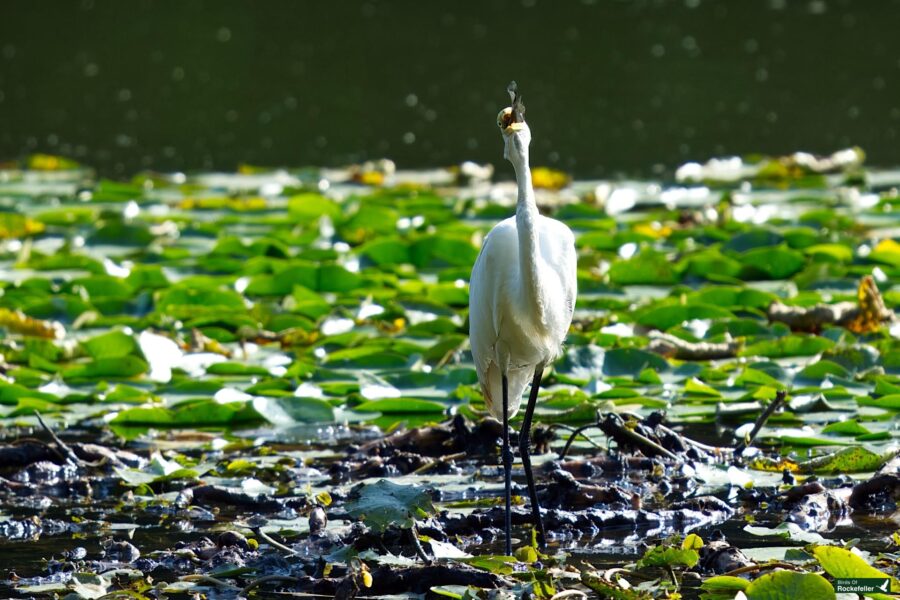 A white egret stands in shallow water surrounded by green lily pads, its reflection visible in the clear water.