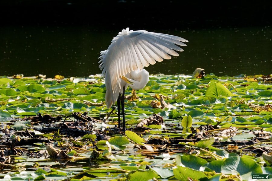 A white egret stands in water, surrounded by green lily pads, with its wings partially spread, grooming its feathers.