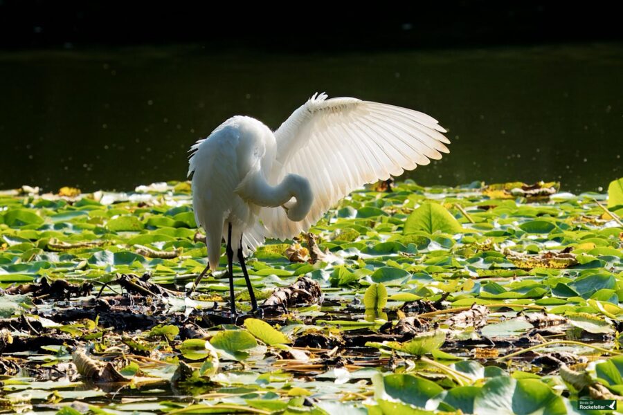 A white egret preening its feathers while standing among green lily pads on a sunlit body of water.