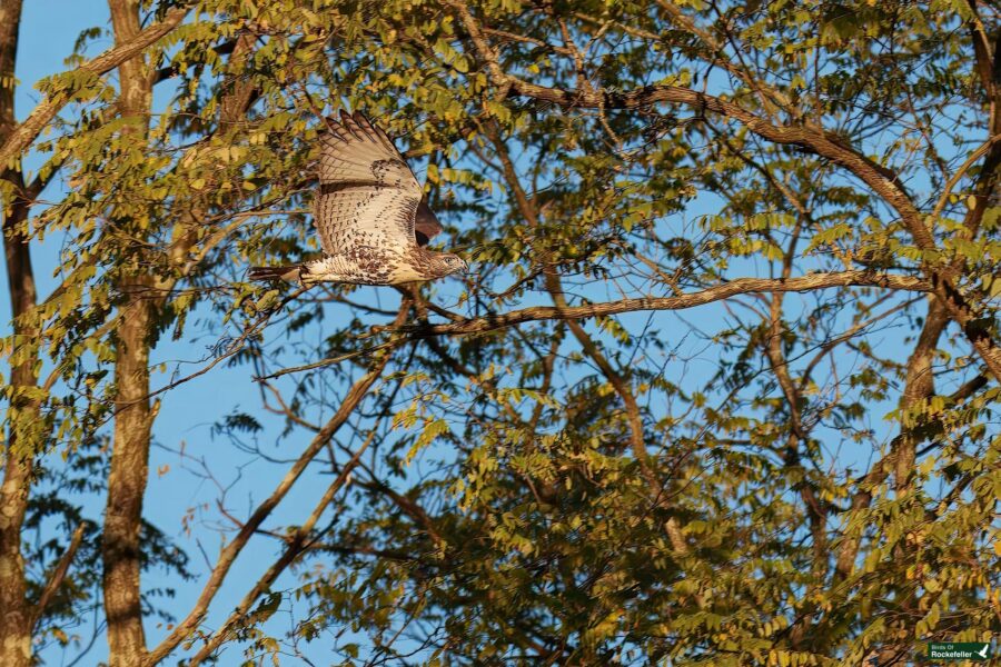 A hawk with speckled wings flies through a tree canopy with green leaves against a clear blue sky.