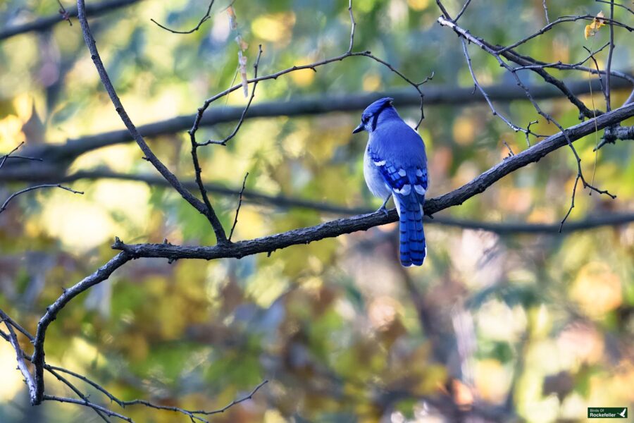 A blue jay perched on a tree branch against a blurred forest backdrop.