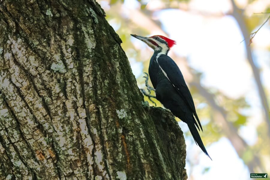 A pileated woodpecker clings to the side of a tree in a forested area, with its vibrant red crest and black and white feathers clearly visible.