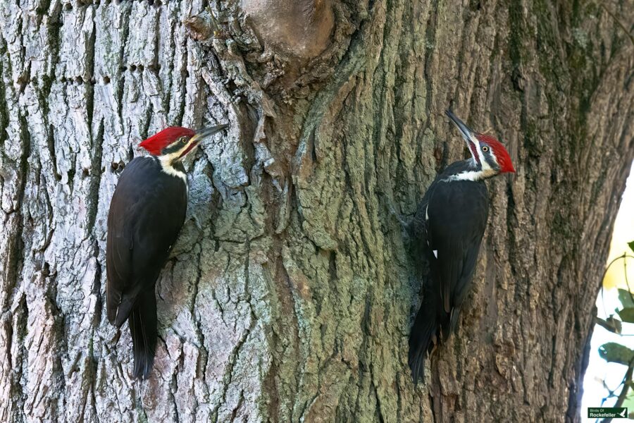 Two woodpeckers with red crests perched on a tree trunk.