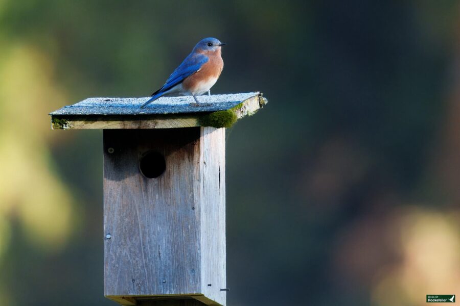 A small bluebird perches on a wooden birdhouse against a blurred green background.