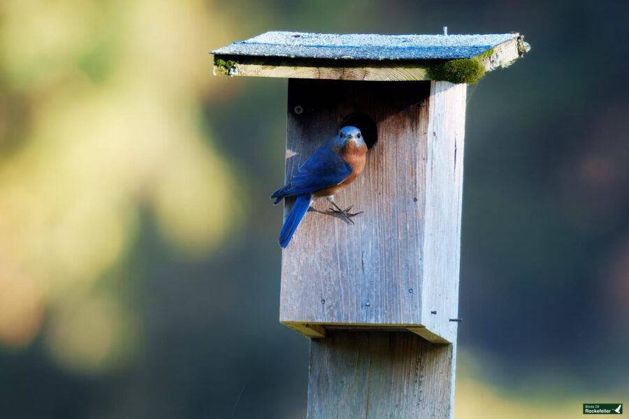 A bluebird perched at the entrance of a wooden birdhouse on a post, with a blurred natural background.