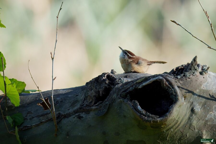 A small bird perched on a large, hollow log surrounded by sparse foliage.