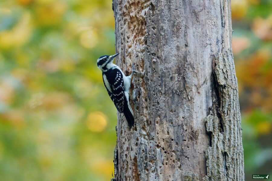 A woodpecker clings to the side of a tree trunk with visible bark holes, amidst a blurred green background.