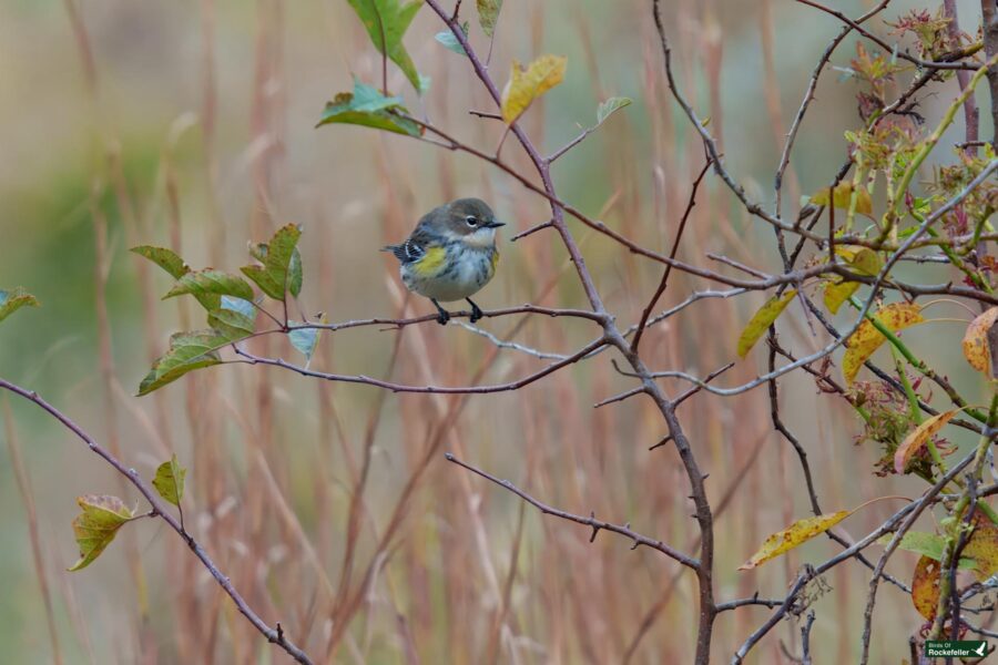 A yellow rumpled warbler perched on a slender branch surrounded by autumn foliage.