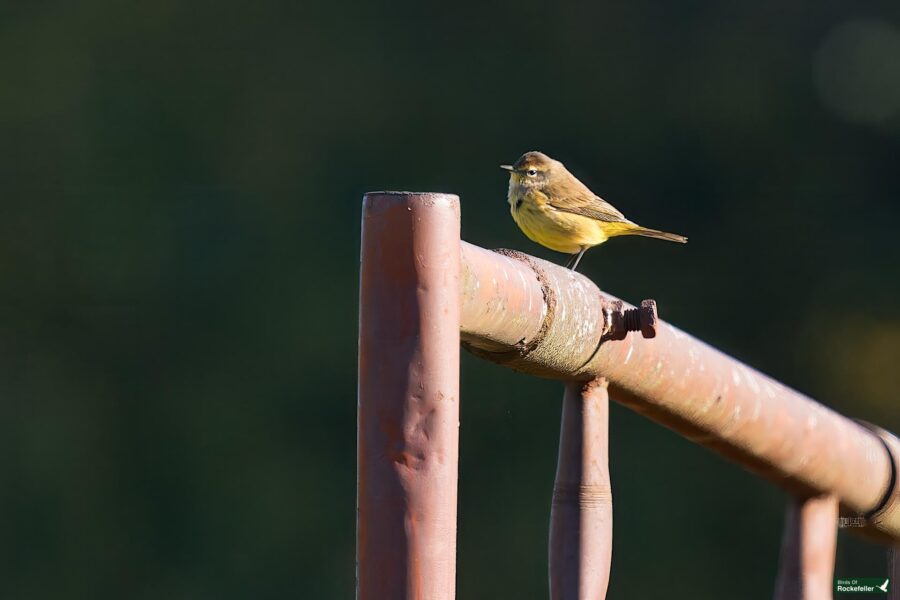 A palm warbler with yellow and brown plumage perches on a rusted metal railing against a blurred, dark green background.