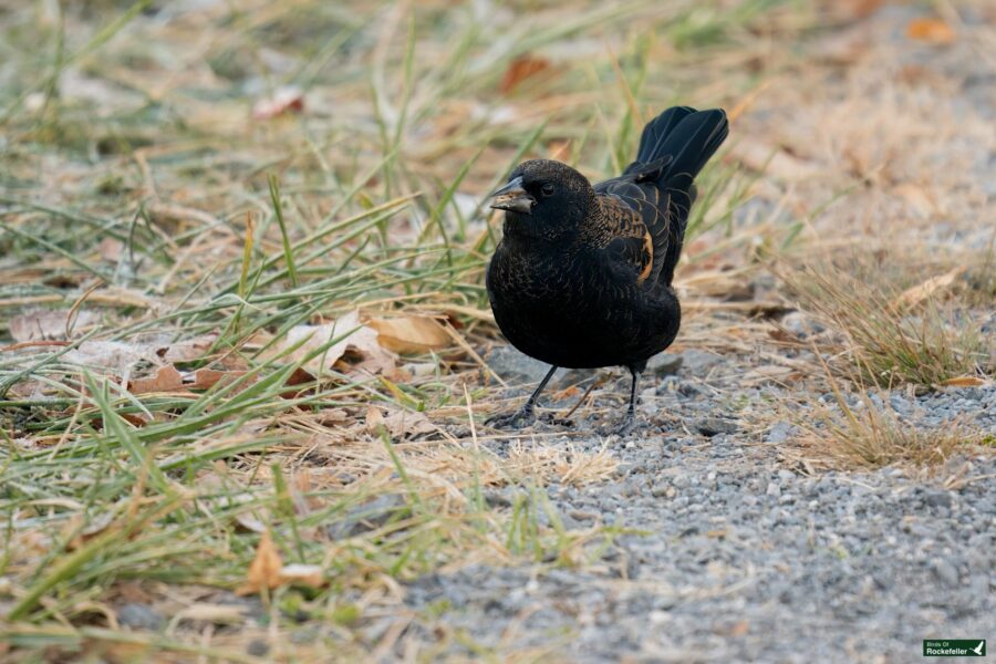 A blackbird walking on a grassy and gravelly patch with some dried leaves in the background.