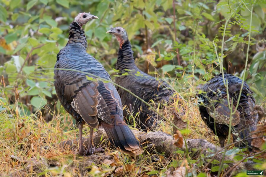 Three wild turkeys stand in a grassy area surrounded by greenery.