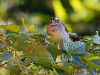 BOR - white-throated-sparrow -10-18-24 -0151920 A small bird with a patterned head perched on green leaves against a blurred background.