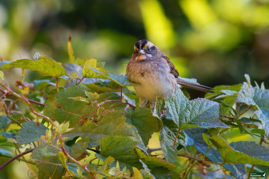 A small bird with a patterned head perched on green leaves against a blurred background.