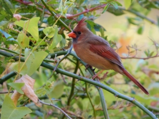BOR - female-cardinal -10-19-24 -0021920 A female cardinal with a red beak and crest perched on a branch surrounded by green leaves.