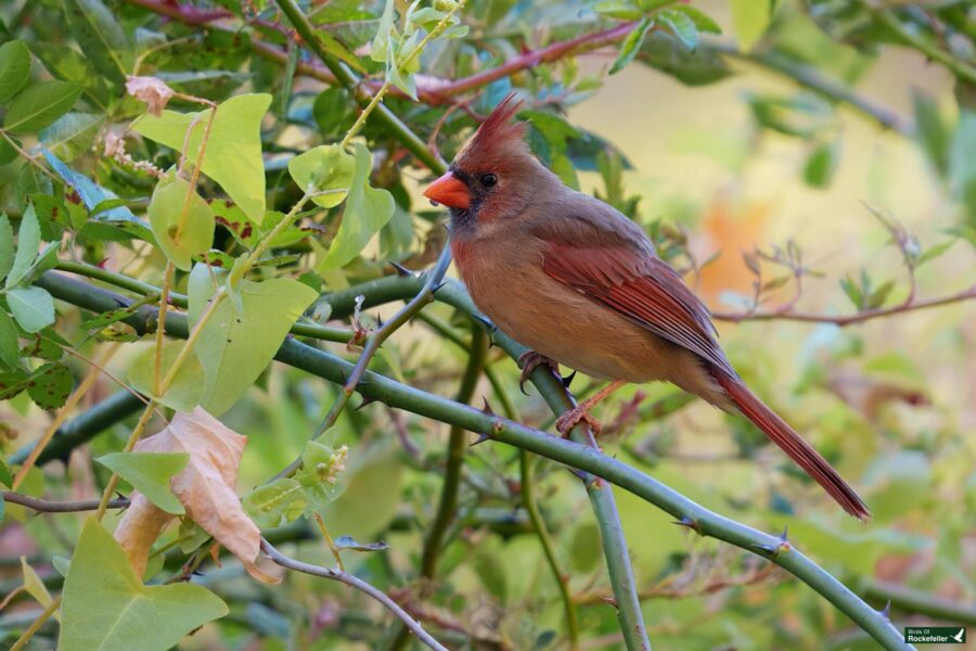 A female cardinal with a red beak and crest perched on a branch surrounded by green leaves.