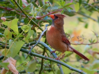 BOR - female-cardinal -10-19-24 -0031920 A female cardinal perches on a branch, surrounded by green foliage.