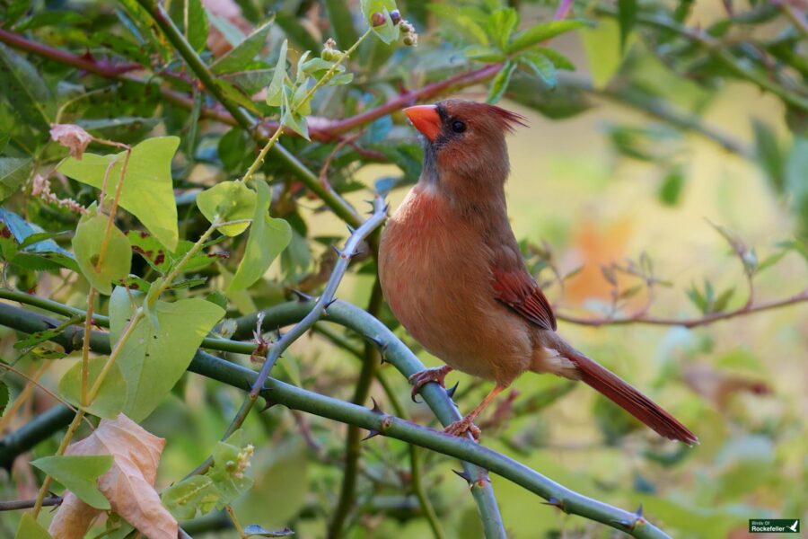 A female cardinal perches on a branch, surrounded by green foliage.