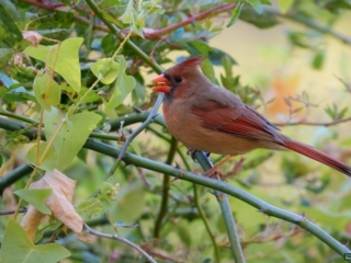 BOR - female-cardinal -10-19-24 -0041920 A female cardinal perched on a branch surrounded by green leaves.