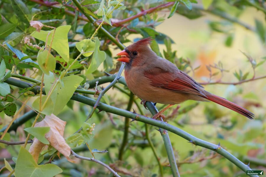 A female cardinal perched on a branch surrounded by green leaves.