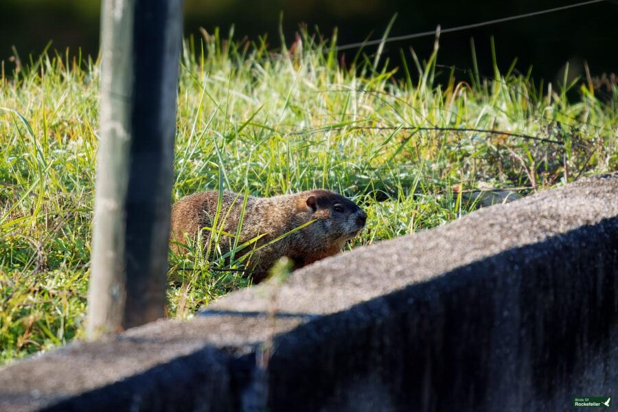 A groundhog stands on grass near a concrete edge with a wooden pole nearby.