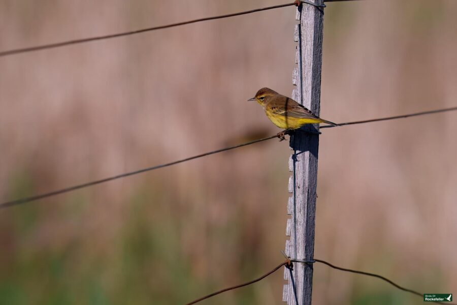 A small brown and yellow bird perches on a wire fence post against a blurred natural background.