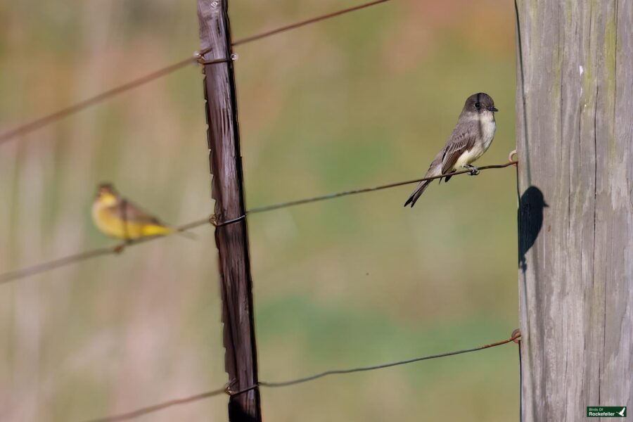 Two small birds perched on a wire fence, with one in the foreground and the other slightly blurred in the background.