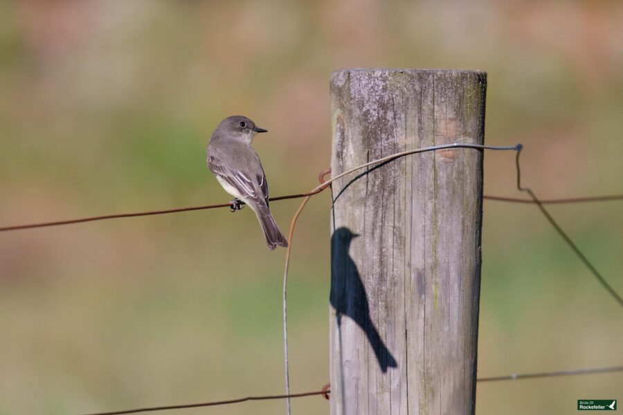 A small bird perches on a wire fence next to a wooden post, casting a shadow on the post.