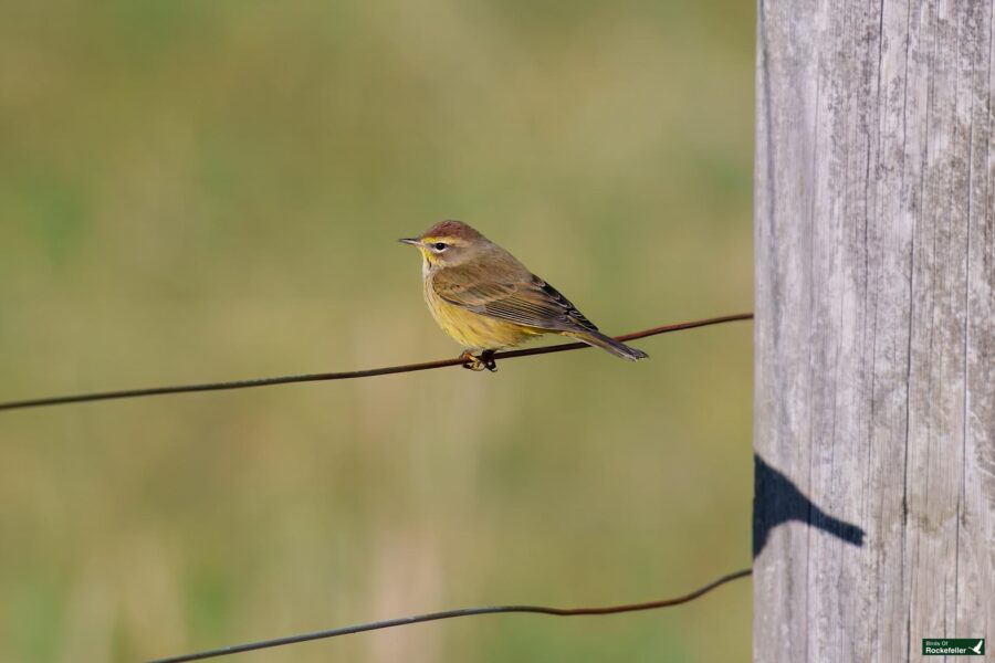 A small brown and yellow bird perches on a wire next to a wooden post in a grassy area.