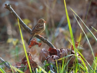 BOR - field-sparrow - 10-19-24 -0211920 A small bird with brown and black markings perched on a branch surrounded by dry leaves and tall grass in sunlight.