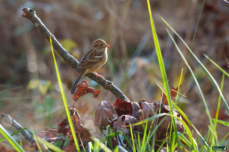 A small bird with brown and black markings perched on a branch surrounded by dry leaves and tall grass in sunlight.