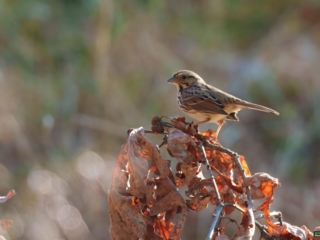 BOR - song-sparrow -10-19-24 -0221920 A small brown bird perches on dried leaves against a blurred natural background.