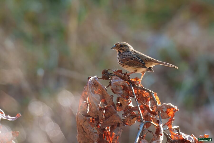 A small brown bird perches on dried leaves against a blurred natural background.