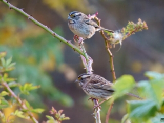 BOR - 10-21-24 -0011920 Two small birds with striped heads perched on a thorny branch, surrounded by green foliage.