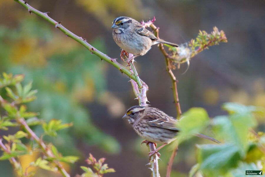 Two small birds with striped heads perched on a thorny branch, surrounded by green foliage.