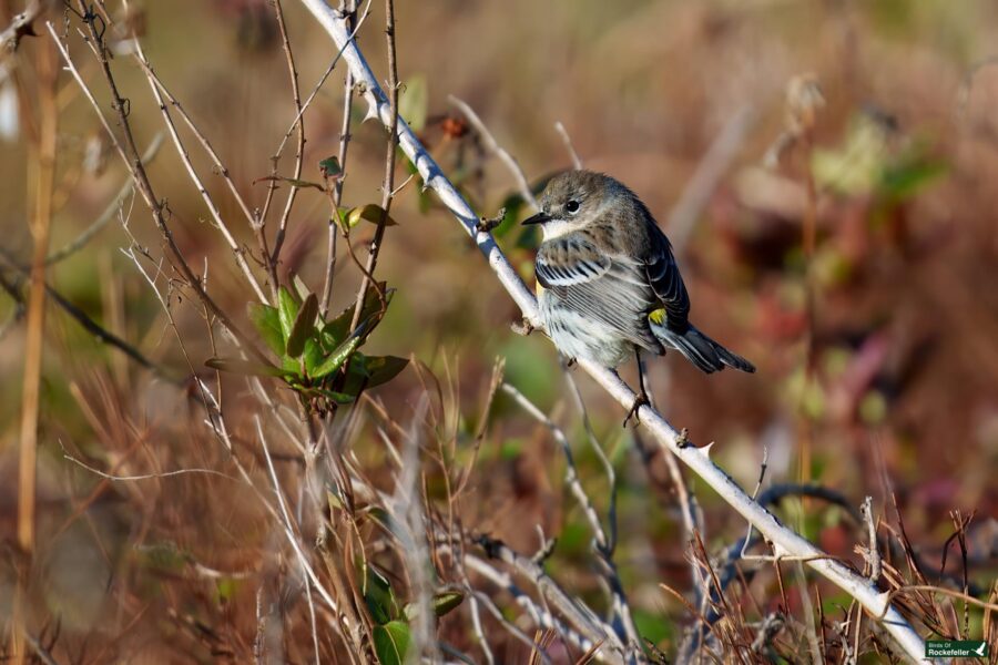 A small bird with brown and white plumage perches on a thin branch amidst dry foliage.