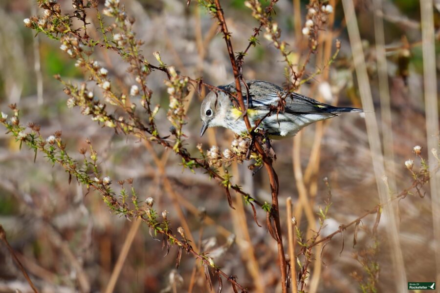 A small bird perched on a branch, surrounded by dry foliage and sparse flowers.