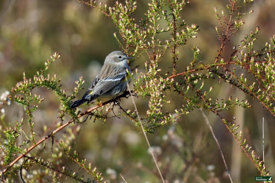 A small bird with gray and yellow feathers perches on a branch amidst green foliage.