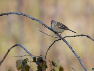 BOR - 10-21-24 -0091920 A small bird perched on a thin, bare branch against a blurred natural background.