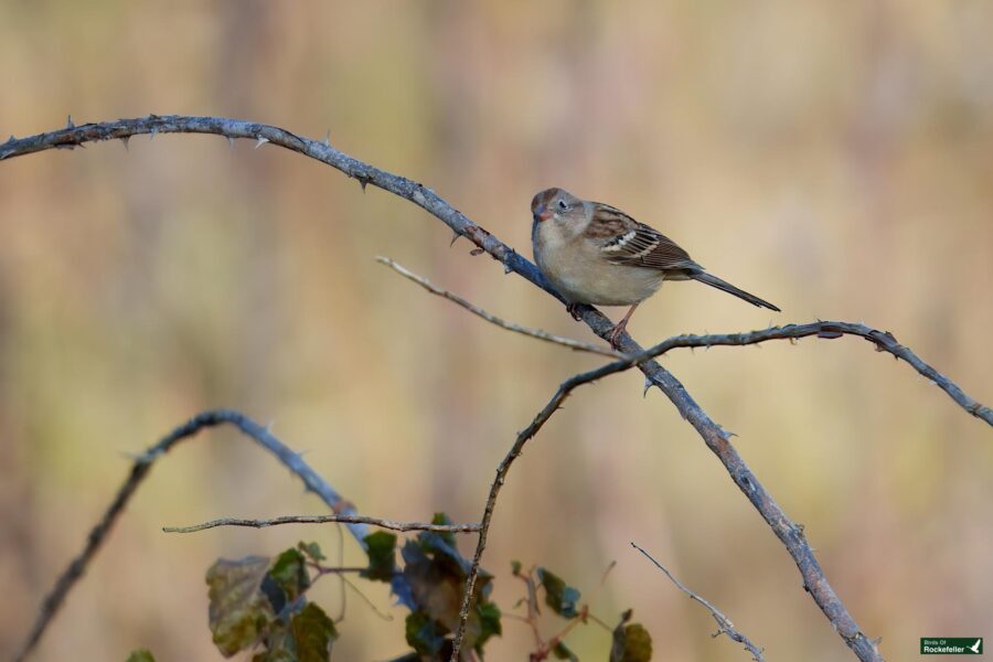 A small bird perched on a thin, bare branch against a blurred natural background.