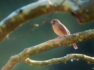 BOR - 10-21-24 -0111920 A bird with brown and reddish plumage perched on a branch against a blurred green background.