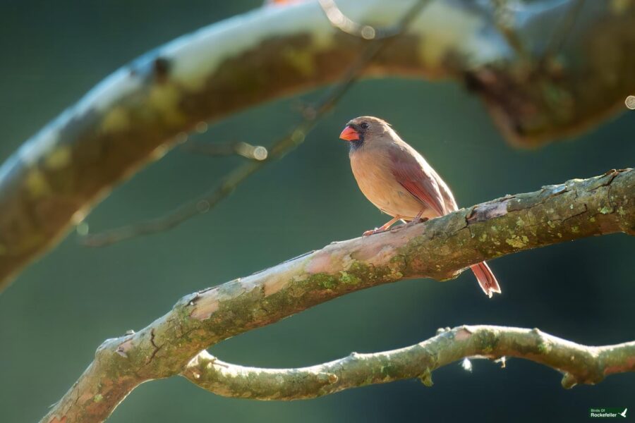 A bird with brown and reddish plumage perched on a branch against a blurred green background.