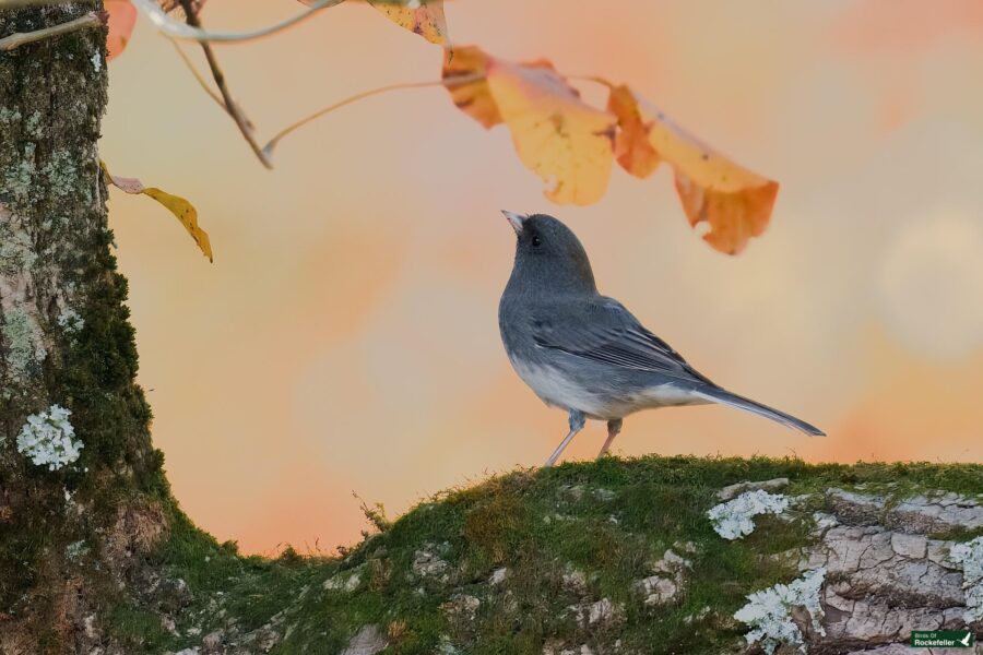 A small gray bird perched on a mossy tree branch, set against an orange background with autumn leaves.